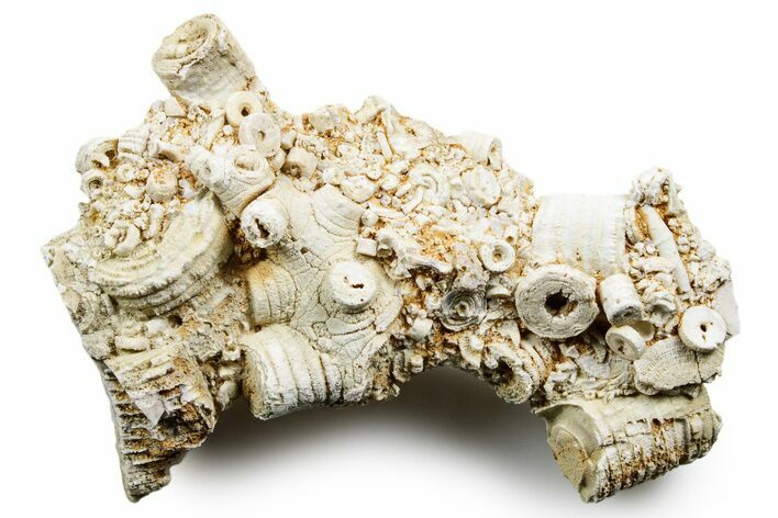 Mississippian Fossil Crinoid Stem Cluster - Kentucky #358655